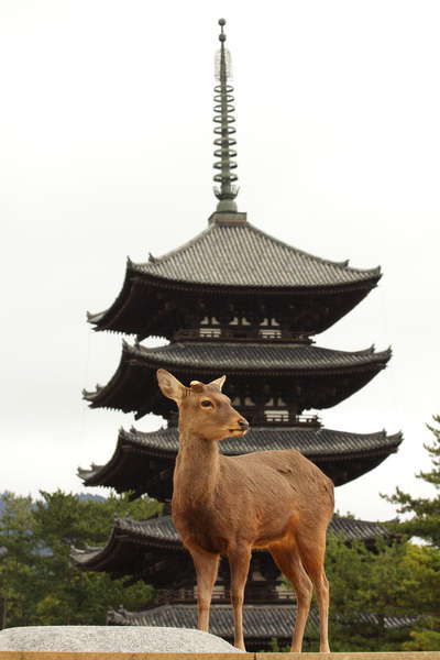 奈良県の世界遺産！美しくて感動する奈良の絶景３ヶ所リスト
