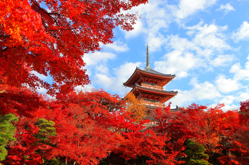京都の世界遺産！美しくて感動する京都の絶景を徹底紹介！